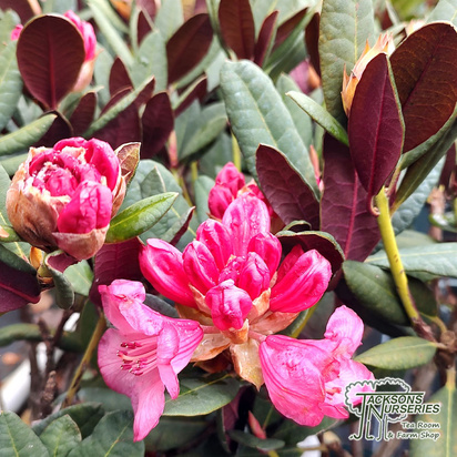 Buy Rhododendron ‘Wine and Roses’ online from Jacksons Nurseries.