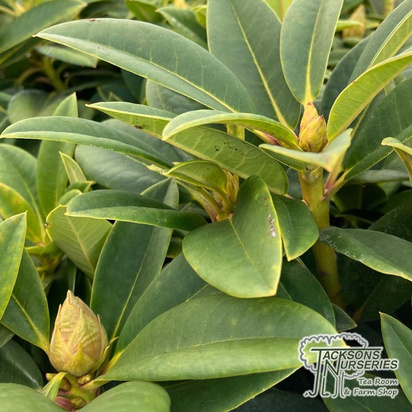 Buy Rhododendron Hybrid 'Sun Fire' online from Jacksons Nurseries.