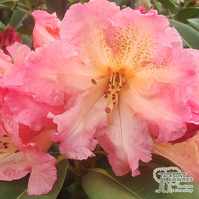Buy Rhododendron Hybrid 'Sun Fire' online from Jacksons Nurseries.