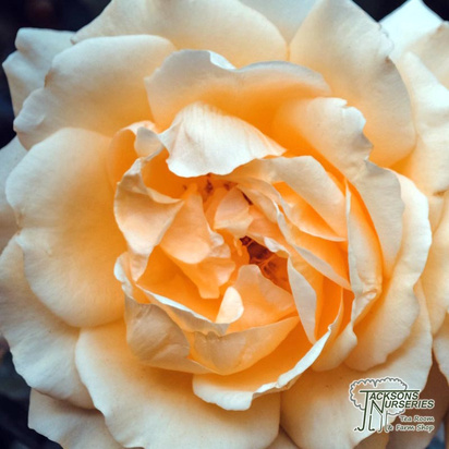 Buy Rosa Buff Beauty (Floribunda Rose) online from Jacksons Nurseries.