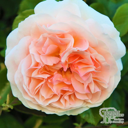 Buy Rosa Its a Wonderful Life (Floribunda Rose) online from Jacksons Nurseries.