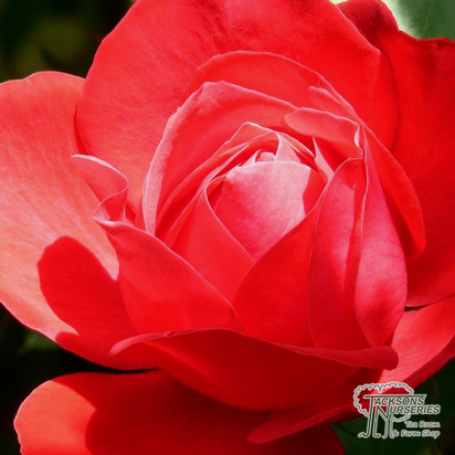Buy Rosa Ruby Anniversary (Floribunda Rose) online from Jacksons Nurseries.