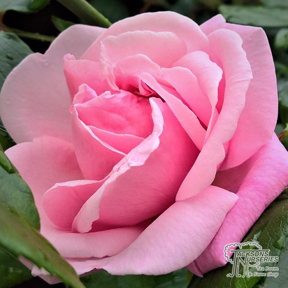 Buy  Rose you're beautiful (Hybrid Tea Rose) online from Jacksons Nurseries.