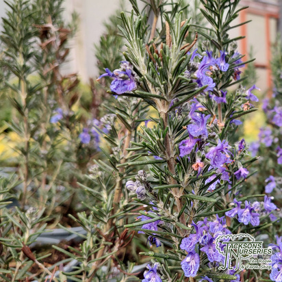 Buy Rosmarinus officinalis Blue Lagoon (Rosemary ) online from Jacksons Nurseries.
