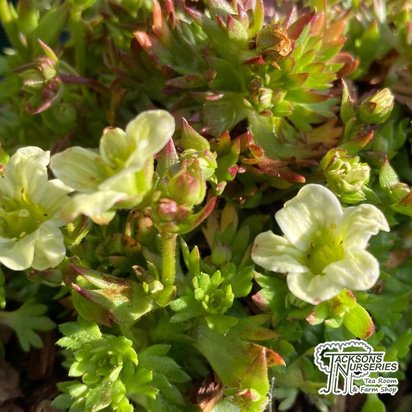 Buy Saxifraga x arendsii 'Lime Green'' online from Jacksons Nurseries.