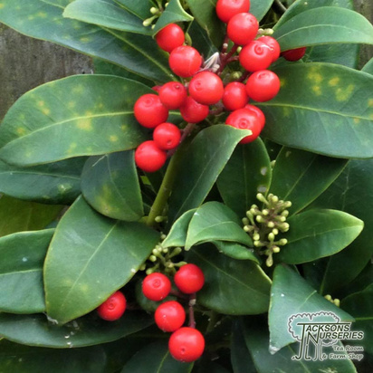 Buy Skimmia japonica Olympic Flame (Japanese Skimmia (Female) online from Jacksons Nurseries.