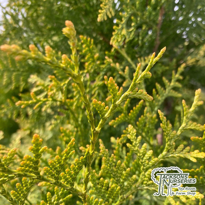 Buy Thuja occidentalis Golden Brabant (White Cedar) online from Jacksons Nurseries.