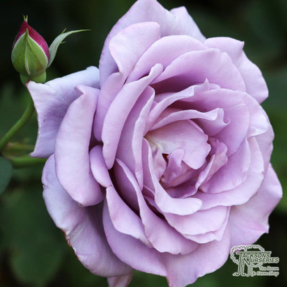 Buy Rose 'Waltz Time' online from Jacksons Nurseries.