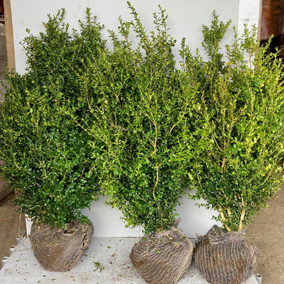 Buy Box Hedging (Buxus sempervirens) for UK delivery - Jackson's Nurseries