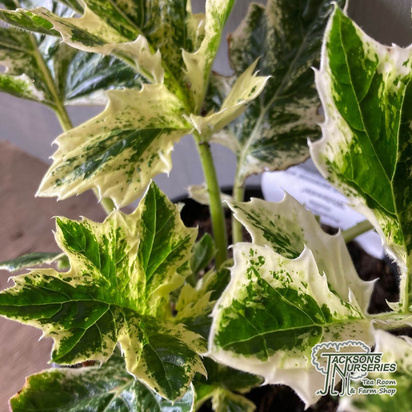 Buy Acanthus 'Whitewater' (Bear's breeches) online from Jacksons Nurseries.