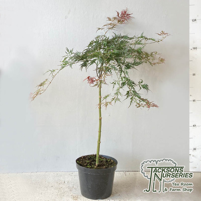Buy Acer palmatum dissectum Crimson Princess (Japanese Maple) online from Jacksons Nurseries.