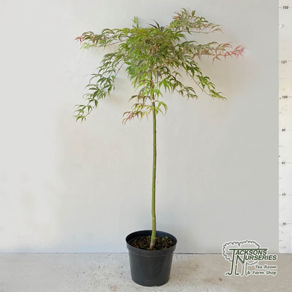 Buy Acer palmatum Shirazz (Japanese Maple) online from Jacksons Nurseries.