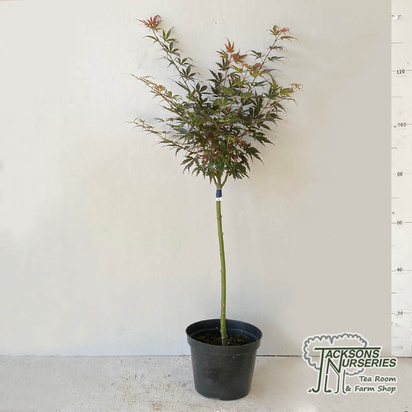 Buy Acer palmatum Skeeters Broom (Japanese Maple) online from Jacksons Nurseries.