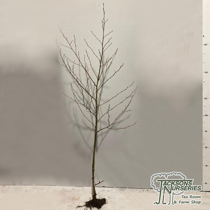 Buy Black Alder Tree (Alnus glutinosa) bare root online from Jacksons Nurseries.