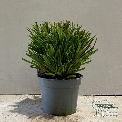 Buy Carex morrowii Variegata online from Jacksons Nurseries.