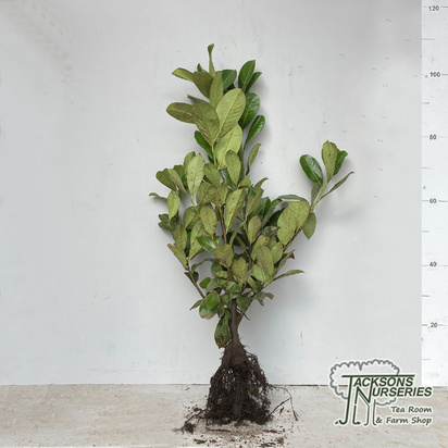 Buy laurel hedging bare root (Prunus laurocerasus Rotundifolia) in the UK online from Jacksons Nurseries.