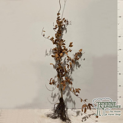 Buy Common Green Beech hedging bare root (Fagus sylvatica) online from Jacksons Nurseries.