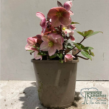 Buy Helleborus Pink Frost (hybrid christmas rose) online from Jacksons Nurseries.