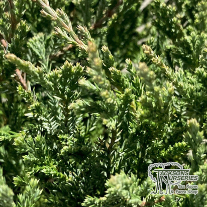 Buy Juniperus horizontalis Blue Chip (Creeping Blue Chip Juniper) online from Jacksons Nurseries.