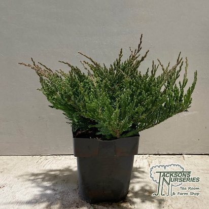 Buy Juniperus horizontalis Blue Chip online from Jacksons Nurseries
