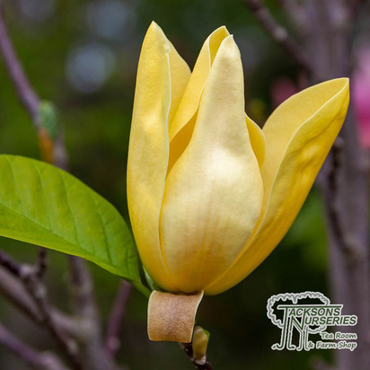Buy Magnolia Sunsation (Magnolia) online from Jacksons Nurseries.
