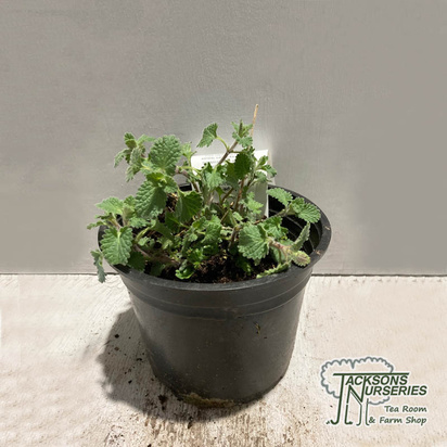 Buy cat mint plants (Nepeta x faassenii 'Six Hills Giant') online from Jacksons Nurseries.