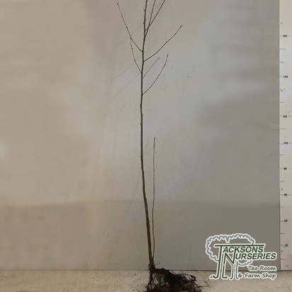 Buy Mountain Ash Rowan bare root (Sorbus aucuparia) online from Jacksons Nurseries.