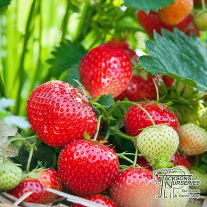 Buy Strawberry Fragaria x ananassa 'Albion' online from Jacksons Nurseries.