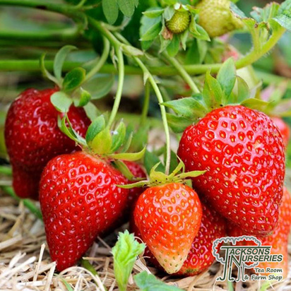 Buy Strawberry Elsanta (Fragaria x ananassa) online from Jacksons Nurseries.