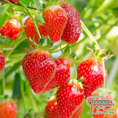 Buy Strawberry Hapil (Fragaria x ananassa) online from Jacksons Nurseries.