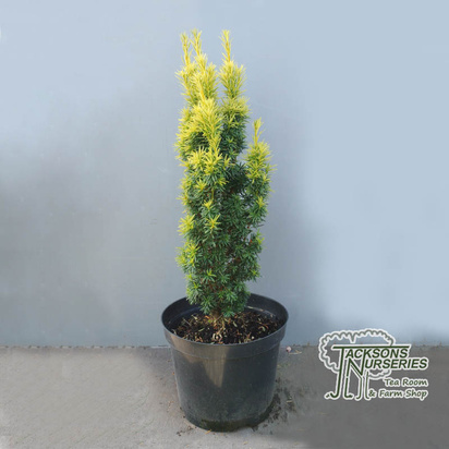 Buy Taxus baccata 'Fastigiata Aureomarginata' (Golden Irish Yew) online from Jacksons Nurseries.