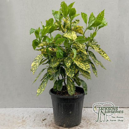 Buy Aucuba japonica Crotonifolia (Spotted Laurel) online from Jacksons Nurseries