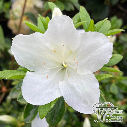 Buy Azalea 'Pleasant White' (Evergreen Dwarf Japanese Azalea) online from Jacksons Nurseries.