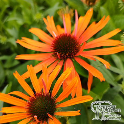Buy Echinacea purpurea Skipper Orange (Coneflower) online from Jacksons Nurseries.