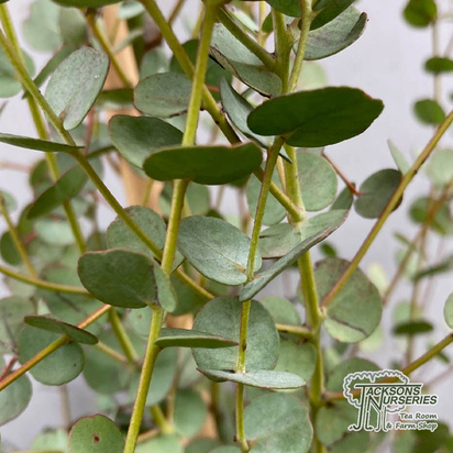 Buy Eucalyptus gunnii azura (Gum Tree (Cider Gum)) online from Jacksons Nurseries.