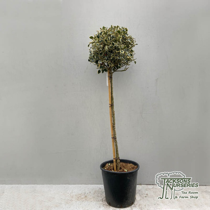 Buy Ilex aquifolium Argentea Marginata Lollipop (Dwarf Variegated Tree Form) online from Jacksons Nurseries