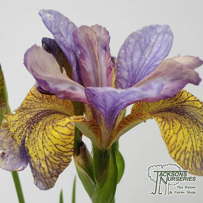 Buy Iris 'Tipped in Blue' (Siberian Iris) online from Jacksons Nurseries.