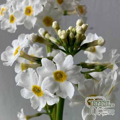 Buy Primula apple blossom  (Japanese Primrose) online from Jacksons Nurseries.