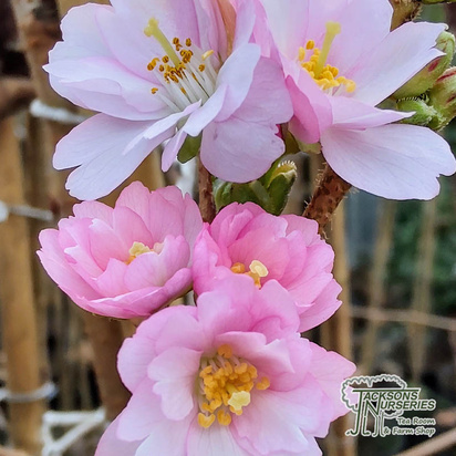 Buy Prunus accolade online from Jacksons Nurseries.