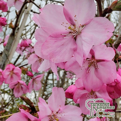 Buy Prunus Jacqueline (Japanese Flowering Cherry) online from Jacksons Nurseries.