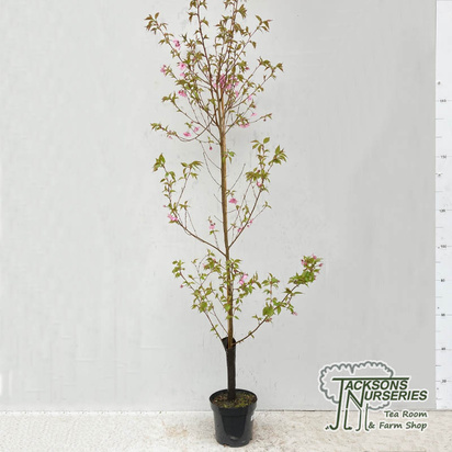 Buy Prunus Jacqueline (Japanese Flowering Cherry) online from Jacksons Nurseries.