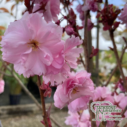Buy Prunus Royal Burgundy (Japanese Flowering Cherry) online from Jacksons Nurseries