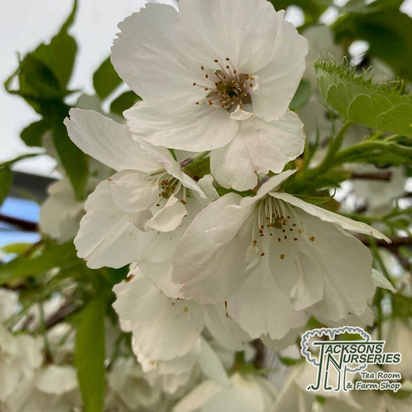 Buy Prunus Shirotae (Japanese Flowering Cherry) online from Jacksons Nurseries.
