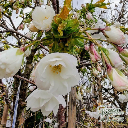 Buy Prunus Shogetsu (Japanese Flowering Cherry) online from Jacksons Nurseries.