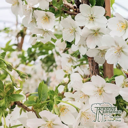 Buy Prunus umineko (Japanese Flowering Cherry) online from Jacksons Nurseries.