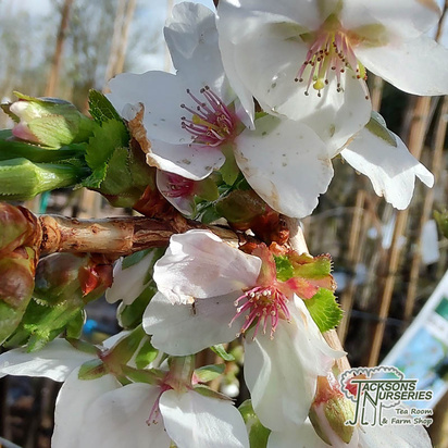 Buy Prunus umineko (Japanese Flowering Cherry) online from Jacksons Nurseries.