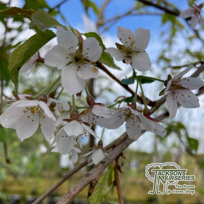 Buy Prunus Yoshino pendula online from Jacksons Nurseries.