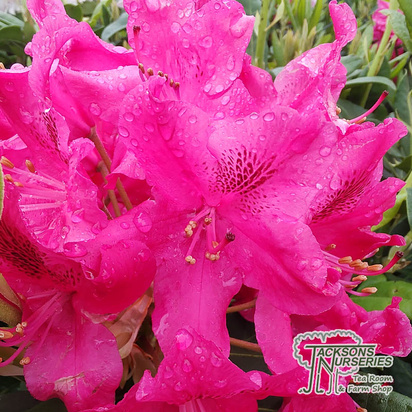 Buy Rhododendron 'Nova Zembla' online from Jacksons Nurseries.