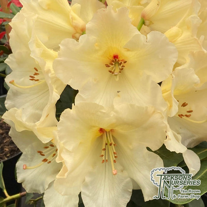 Buy Rhododendron x hybrid 'Horizon Monarch' online from Jacksons Nurseries.