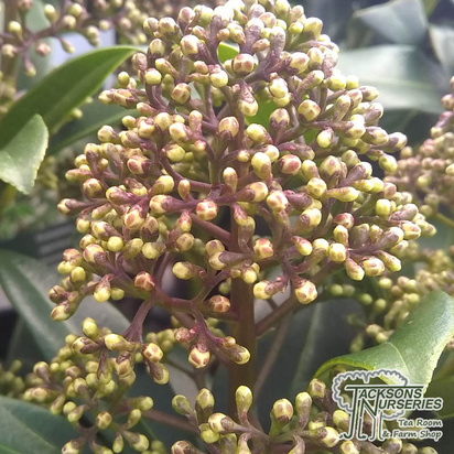Buy Skimmia japonica Fragrans (Fragrant Cloud) (Japanese Skimmia (Male) online from Jacksons Nurseries